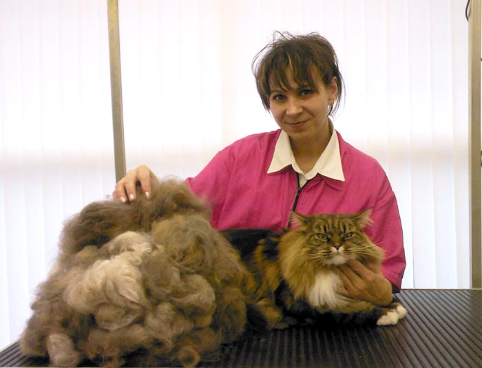 where can i get my cat groomed near me