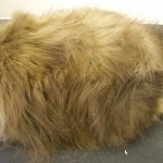 Long Haired Cat after Full Grooming with coat conditioner