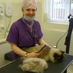 Cat Grooming School Student - Louisa McCarthy