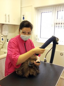 Rita on the Basic Cat Grooming Course at Pet Universe